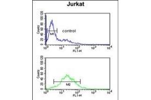 TPC6A Antibody (N-term) (ABIN651480 and ABIN2840261) flow cytometric analysis of Jurkat cells (bottom histogram) compared to a negative control cell (top histogram). (TRAPPC6A anticorps  (N-Term))