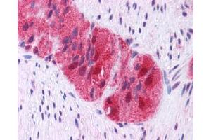 IHC Image for AP23211PU-N Human Colon, Myenteric Plexus: Formalin-Fixed, Paraffin-Embedded (FFPE)