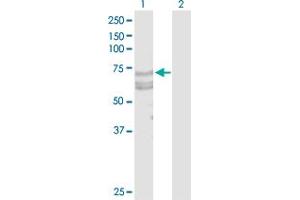 Western Blot analysis of TNFRSF21 expression in transfected 293T cell line by TNFRSF21 MaxPab polyclonal antibody.
