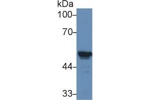 Detection of CYP2E1 in Mouse Liver lysate using Polyclonal Antibody to Cytochrome P450 2E1 (CYP2E1)