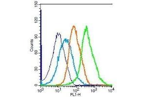 Mouse splenocytes probed with Rabbit Anti-PRDX1 Polyclonal Antibody, Unconjugated . (Peroxiredoxin 1 anticorps  (AA 1-100))