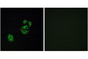 Immunofluorescence analysis of A549 cells, using OR2T2/2T35 Antibody. (OR2T2/2T35 anticorps  (AA 61-110))
