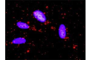 Proximity Ligation Analysis of protein-protein interactions between BIRC5 and CASP9.