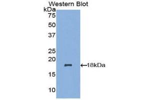 Western Blotting (WB) image for anti-NADH Dehydrogenase (Ubiquinone) 1, alpha/beta Subcomplex, 1, 8kDa (NDUFAB1) (AA 3-129) antibody (ABIN1857868) (NDUFAB1 anticorps  (AA 3-129))