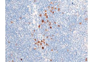 ABIN6267223 at 1/100 staining mouse spleen tissue sections by IHC-P.