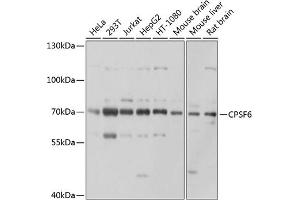 Western blot analysis of extracts of various cell lines, using CPSF6 antibody (ABIN6128924, ABIN6138974, ABIN6138975 and ABIN6221646) at 1:1000 dilution. (CPSF6 anticorps)