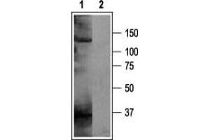Western blot analysis of rat brain membranes: - 1. (KCNH5 anticorps  (C-Term, Intracellular))