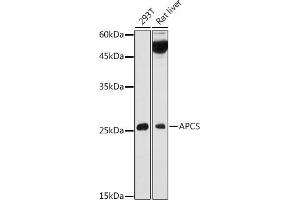 Western blot analysis of extracts of various cell lines, using APCS antibody (ABIN3022713, ABIN3022714, ABIN3022715, ABIN1512583 and ABIN6219158) at 1:1000 dilution.