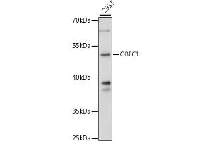 Western blot analysis of extracts of 293T cells, using OBFC1 antibody (ABIN7269093) at 1:1000 dilution. (OBFC1 anticorps  (AA 1-368))