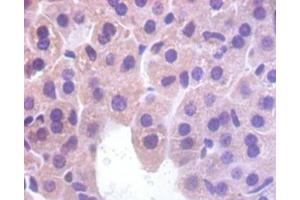 IHC analysis of paraffin-embedded mouse liver tissue, using Myoglobin antibody (1/100 dilution). (Myoglobin anticorps  (AA 2-154))