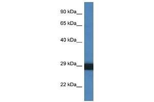 Western Blot showing CTSG antibody used at a concentration of 1 ug/ml against THP-1 Cell Lysate (Cathepsin G anticorps  (C-Term))