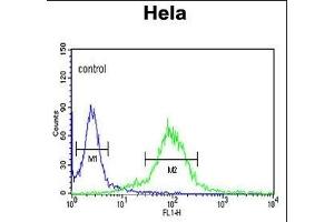 ML3 Antibody (C-term) (ABIN390676 and ABIN2840971) flow cytometric analysis of Hela cells (right histogram) compared to a negative control cell (left histogram). (MAML3 anticorps  (C-Term))