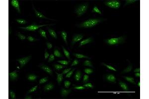 Immunofluorescence of purified MaxPab antibody to NAP1L3 on HeLa cell. (NAP1L3 anticorps  (AA 1-506))
