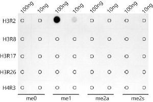 Dot-blot analysis of all sorts of peptides using MonoMethyl-Histone H3-R2 antibody (ABIN7267686) at 1:1000 dilution.