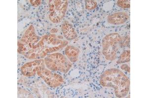 Used in DAB staining on fromalin fixed paraffin- embedded kidney tissue (SP140 anticorps  (AA 443-655))