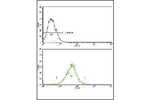 IL18R Antibody (N-term) 8797a flow cytometric analysis of k562 cells (bottom histogram) compared to a negative control cell (top histogram).