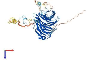 AlphaFold protein structure predicition of Human Recombinant PWP1 Protein, UniprotID Q13610