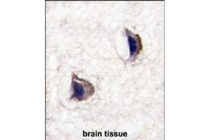Formalin-fixed and paraffin-embedded human brain tissue reacted with NP1(Nptx1) Antibody (Center) (ABIN391417 and ABIN2841412) , which was peroxidase-conjugated to the secondary antibody, followed by DAB staining.