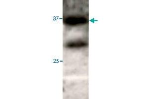 Western blot under reducing conditions on 293 cell lysate using rabbit ATG3 polyclonal antibody  at a dilution of 1 : 50. (ATG3 anticorps  (N-Term))