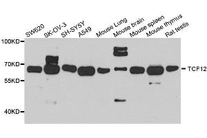 Western blot analysis of extracts of various cell lines, using TCF12 antibody. (TCF12 anticorps  (AA 443-682))