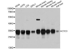 Western blot analysis of extracts of various cell lines, using CYC1 antibody. (Cytochrome C1 anticorps  (AA 85-291))