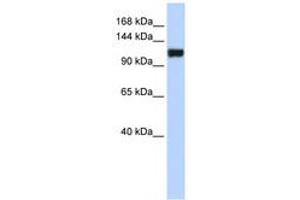 Image no. 1 for anti-Family with Sequence Similarity 120A (FAM120A) (AA 468-517) antibody (ABIN6741281) (FAM120A anticorps  (AA 468-517))