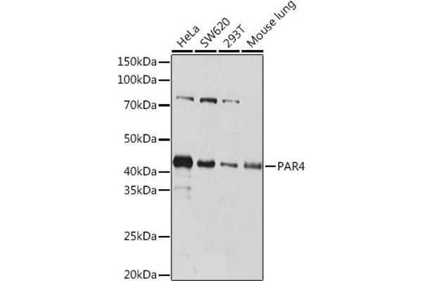 PAWR anticorps