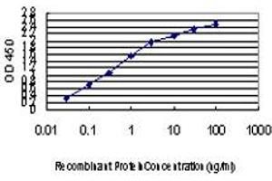 Detection limit for recombinant GST tagged TRIM33 is approximately 0. (TRIM33 anticorps  (AA 1006-1105))