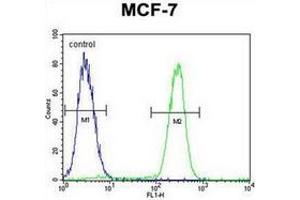 Flow Cytometric analysis of MCF-7 cells using RACGAP1 Antibody (N-term) Cat. (RACGAP1 anticorps  (N-Term))