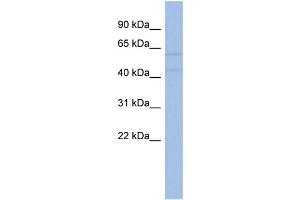 WB Suggested Anti-AKT2  Antibody Titration: 0. (AKT2 anticorps  (N-Term))