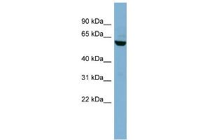 WB Suggested Anti-PVRL3 Antibody Titration:  0. (nectin-3 anticorps  (N-Term))