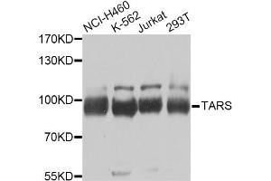 Western blot analysis of extracts of various cell lines, using TARS Antibody (ABIN2560301) at 1:1000 dilution. (TARS anticorps)