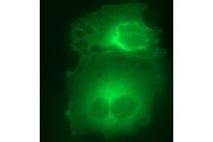 Immunofluorescence (IF) image for anti-Hydroxysteroid (17-Beta) Dehydrogenase 4 (HSD17B4) antibody (ABIN2715563) (HSD17B4 anticorps)