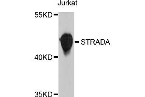 Western blot analysis of extracts of Jurkat cells, using STRADA antibody (ABIN4905332) at 1:1000 dilution. (STRADA anticorps)