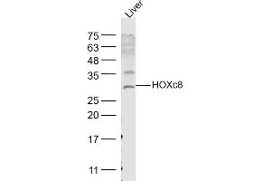 Rat liver lysates probed with HOXc8 Polyclonal Antibody, Unconjugated  at 1:1000 dilution and 4˚C overnight incubation. (HOXC8 anticorps  (AA 51-130))