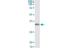 Immunoprecipitation of PGLS transfected lysate using anti-PGLS monoclonal antibody and Protein A Magnetic Bead , and immunoblotted with PGLS MaxPab rabbit polyclonal antibody. (PGLS anticorps  (AA 1-258))