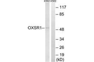 Western blot analysis of extracts from K562 cells, using OXSR1 Antibody. (OXSR1 anticorps  (AA 272-321))