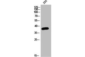 Western Blot analysis of 293T cells using Olfactory receptor 52K1 Polyclonal Antibody
