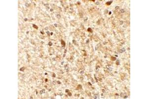 Immunohistochemistry of MS4A6A in rat brain tissue with MS4A6A antibody at 2. (MS4A6A anticorps  (N-Term))