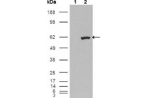 Western blot analysis using ETV1 mouse mAb against HEK293T cells transfected with the pCMV6-ENTRY control (1) and pCMV6-ENTRY ETV1 cDNA (2).