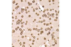 Immunohistochemistry of paraffin-embedded mouse brain using LMNB2 Antibody (ABIN5973877) at dilution of 1/200 (40x lens). (Lamin B2 anticorps)