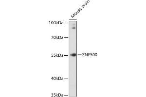 Western blot analysis of extracts of Mouse brain, using ZNF500 antibody (ABIN7271493) at 1:1000 dilution. (ZNF500 anticorps  (AA 1-300))