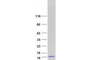 Validation with Western Blot