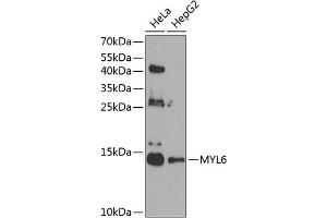 Western blot analysis of extracts of various cell lines, using MYL6 antibody (ABIN6129612, ABIN6144255, ABIN6144257 and ABIN6224653) at 1:1000 dilution. (MYL6 anticorps  (AA 1-151))