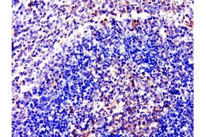 Paraformaldehyde-fixed, paraffin embedded rat spleen, Antigen retrieval by boiling in sodium citrate buffer (pH6. (S1PR5 anticorps  (AA 1-200))