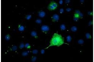 Anti-FGFR2 mouse monoclonal antibody (ABIN2454752) immunofluorescent staining of COS7 cells transiently transfected by pCMV6-ENTRY FGFR2 (RC217098). (FGFR2 anticorps)