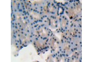 Used in DAB staining on fromalin fixed paraffin-embedded kidney tissue (MIF anticorps  (AA 4-112))