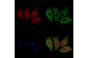 ABIN7094667 and ABIN7098718 staining Hela cells by IF/ICC. (Chromosome 6 Open Reading Frame 134 (C6orf134) (Internal Region) anticorps)
