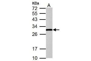 WB Image Sample (30 ug of whole cell lysate)    A: PC-12   12% SDS PAGE    antibody diluted at 1:5000  