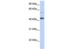 Image no. 1 for anti-PR Domain Containing 15 (PRDM15) (AA 1405-1454) antibody (ABIN6740467) (PRDM15 anticorps  (AA 1405-1454))